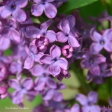 Ken_Berdeen_Berdeen_2019_LM_CF