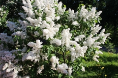 Khoroshee Nastroenie