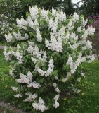 Khoroshee_Nastroenie_201905_MGU_TP