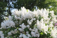Khoroshee_Nastroenie_2021_MBG_TP