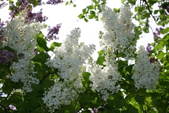Khoroshee_Nastroenie_TP_1