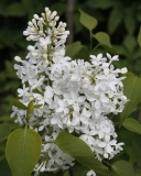 Khoroshee_Nastroenie_TP_3