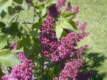 Kingsville_2003_HP_MM__DM_1