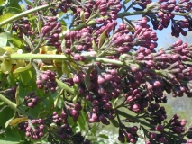 Kingsville_2003_HP_MM__DM_2