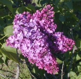Kingsville_2003_HP_MM__DM_4