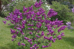 Kingsville_CH