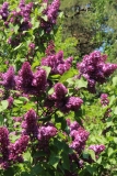 Kingsville_Main_BG_TP_13