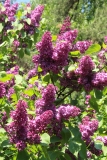 Kingsville_Main_BG_TP_15