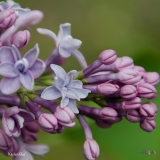 Kitchen_Blue_2019_LM_CF
