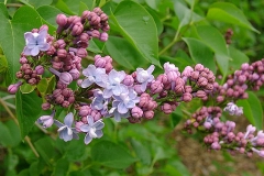 Klager's Double Blue