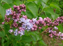 Klagers_Double_Blue_020406_Barnes_Manzanita_Ranch_CA_BB