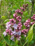 Klagers_Double_Blue_020406_Barnes_Manzanita_Ranch_CA_BB_2