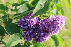 Kolkhoznitsa