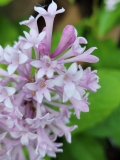 komarowii_20220521_MLD_2