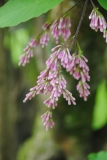 komarowii_komarowii_England_JCRANCSU_2