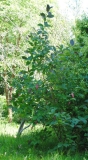 komarowii_komarowii_England_JCRANCSU_4