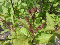 komarowii_reflexa_201905_MA_MLD_1