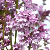 komarowii_reflexa_2019_LM_CF