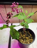 komarowii_reflexa_20240414_MLD_MLD-1
