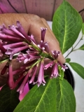 komarowii_reflexa_20240414_MLD_MLD-2