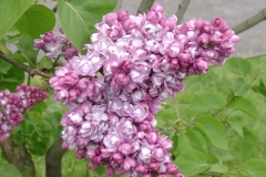 Komsomolka