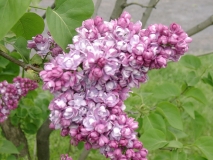 Komsomolka_20005_MBG_BB