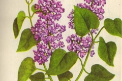 Konfetti