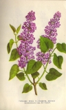 Konfetti_Kravchenko_book