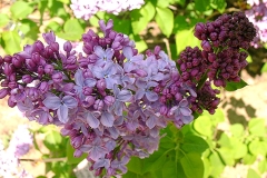 Konstanty Karpow
