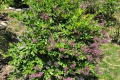 KOREAN (meyeri)