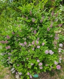 Korean_20230515_MLD_MLD_2