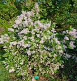 Korean_20240507_MLD_MLD