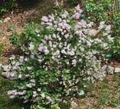Korean_20240507_MLD_MLD_4