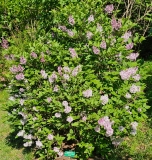 Korean_Lilac_20230517_MLD_MLD