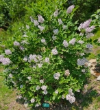 Korean_lilac_20230520_MLD_MLD_2