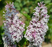 Korean_lilac_20230520_MLD_MLD_3