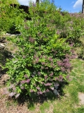 Korean_s._meyeri_20210516_MLD_MLD_1