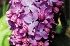 KÓRNIK 8