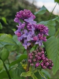 Kosmos_20230415_MLD_MLD