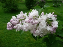 Krasavitsa_Moskvy_200905_CEF_BB_1