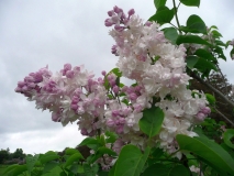 Krasavitsa_Moskvy_200905_CEF_BB_2