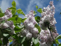 Krasavitsa_Moskvy_201906_CV_MLD_1