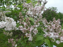 Krasavitsa_Moskvy_201906_RBG_MLD_2