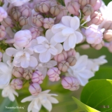 Krasavitsa_Moskvy_2019_LM_CF