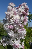 Krasavitsa_Moskvy_20200511_DA_MLD_1
