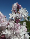 Krasavitsa_Moskvy_20200511_DA_MLD_5