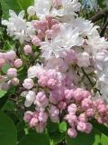 Krasavitsa_Moskvy_20210428_NYBG_MLD_2