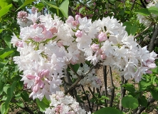 Krasavitsa_Moskvy_20210428_NYBG_MLD_3