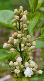 Krasavitsa_Moskvy_20230417_MLD_MLD