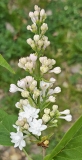 Krasavitsa_Moskvy_20230420_MLD_MLD